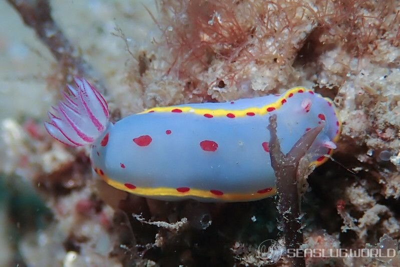 ヒュプセロドーリス・ベネットイ Hypselodoris bennetti