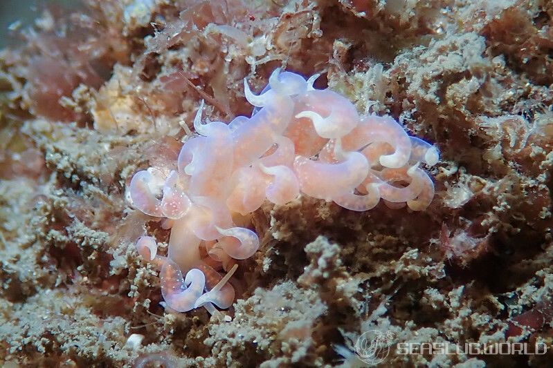 ハナビラミノウミウシ Phyllodesmium poindimiei