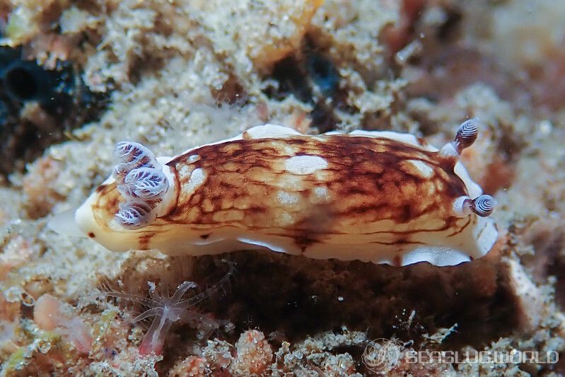 アペロドーリス・ヴァリア Aphelodoris varia