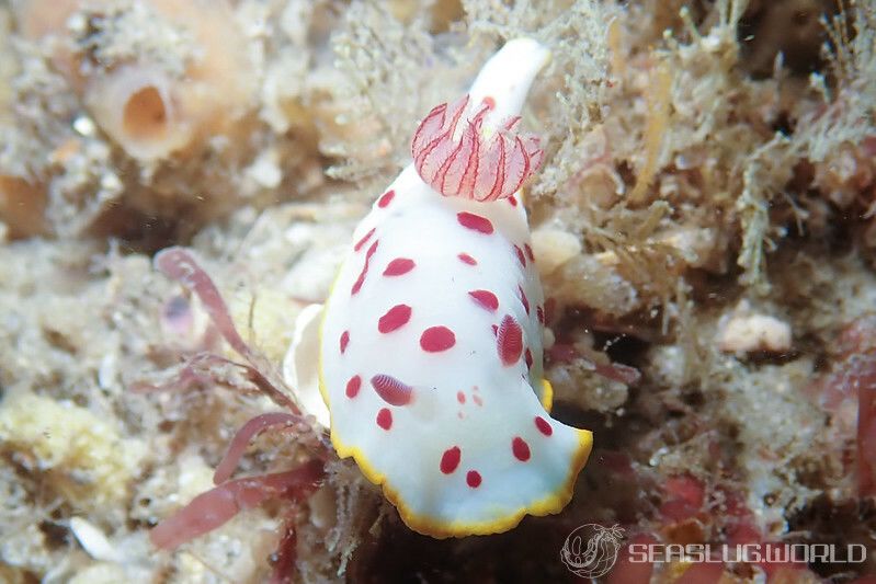 ゴニオブランクス・スプレンディドゥス Goniobranchus splendidus