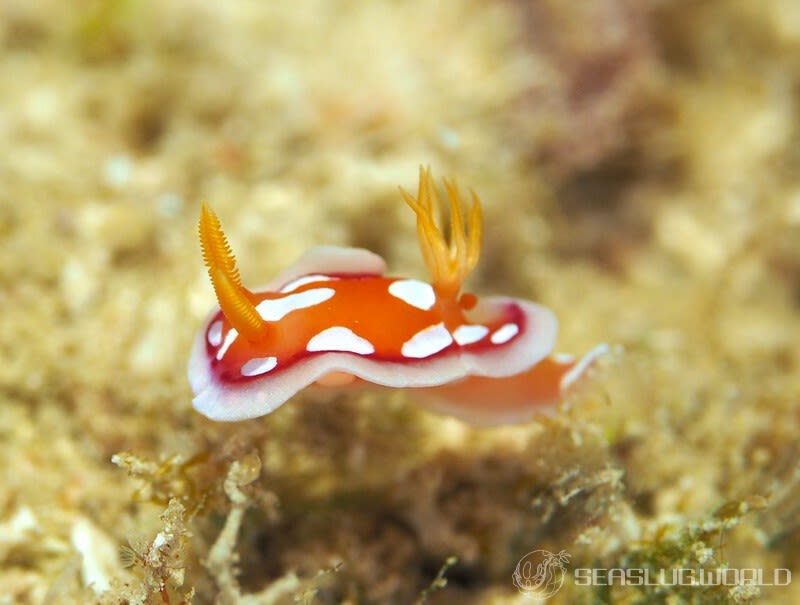 チギレユキイロウミウシ Hypselodoris babai