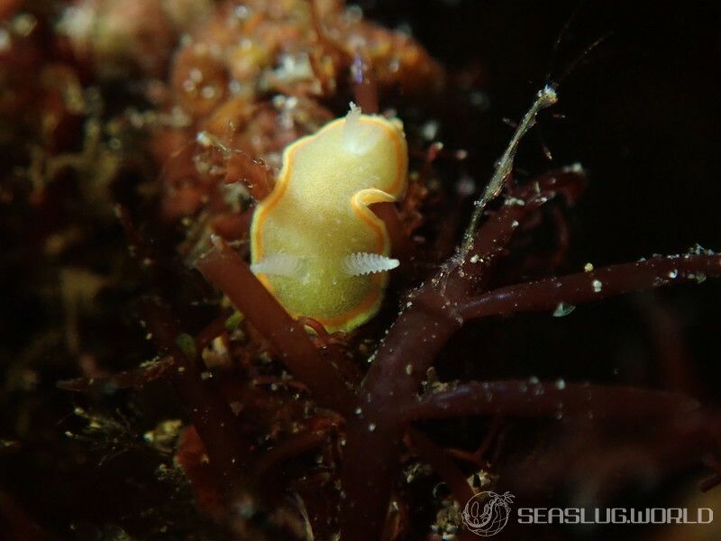 ミツイラメリウミウシ Diaphorodoris mitsuii