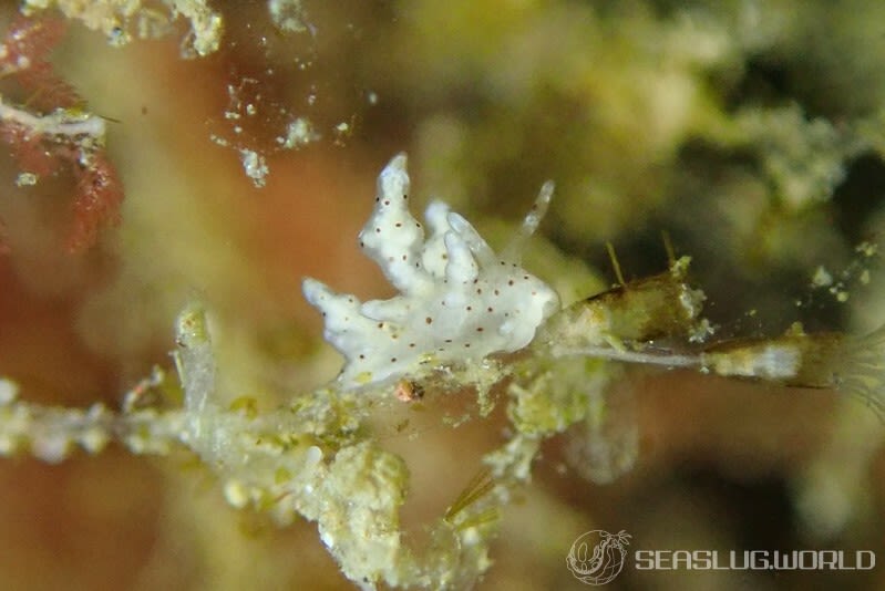 ホシアカリミノウミウシ Eubranchus sp. 5