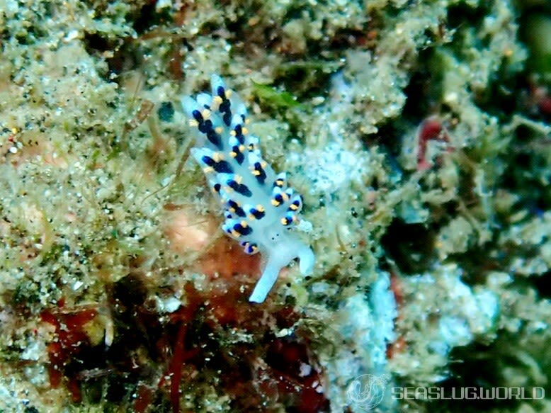 ハナビモウミウシ Costasiella sp. 1