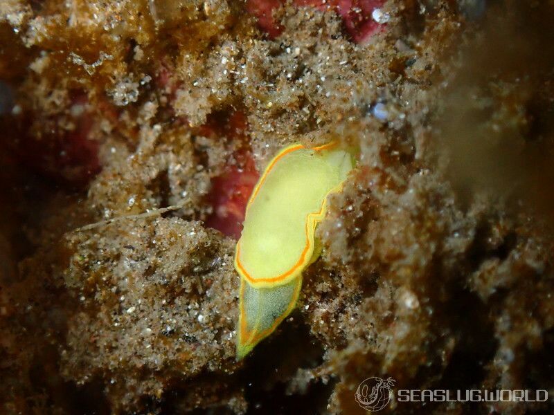 ミツイラメリウミウシ Diaphorodoris mitsuii