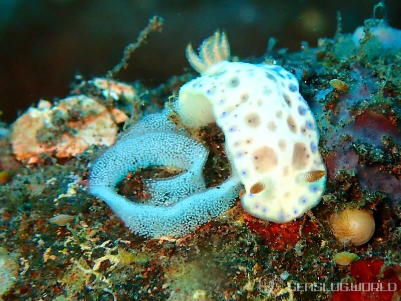 クボミイロウミウシ Hypselodoris lacuna