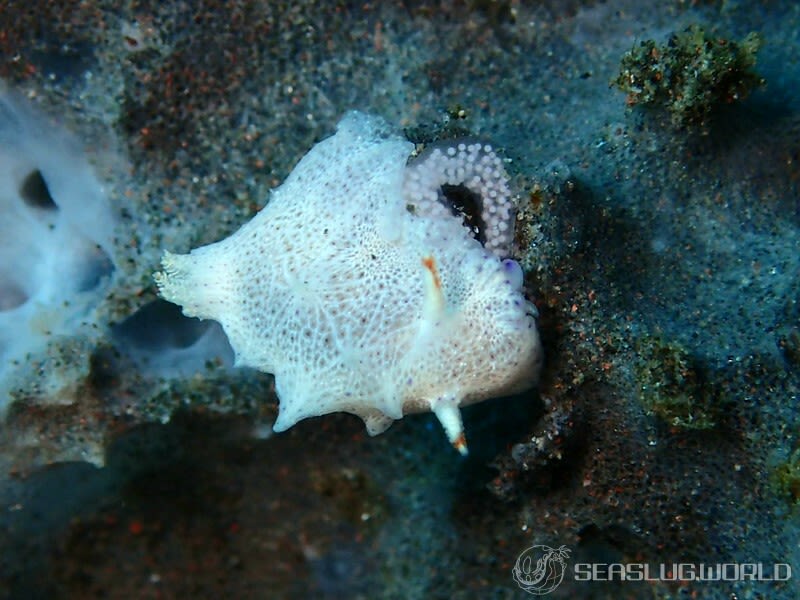 ワタグモウミウシ Goniobranchus sp. 2