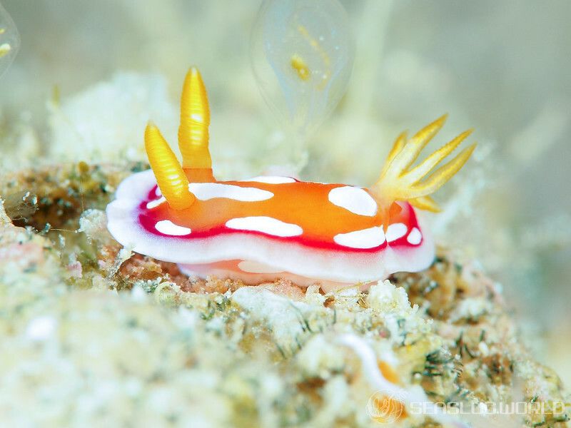 チギレユキイロウミウシ Hypselodoris babai