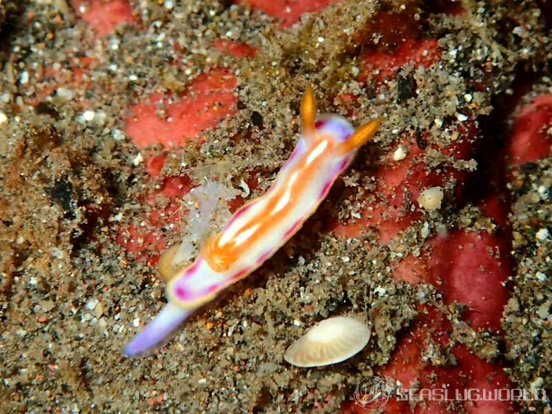 カナメイロウミウシ Hypselodoris kaname