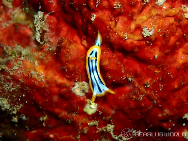 シボリイロウミウシ Chromodoris strigata