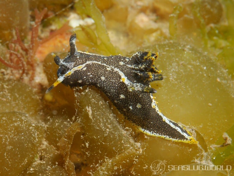 クロコソデウミウシ Polycera hedgpethi