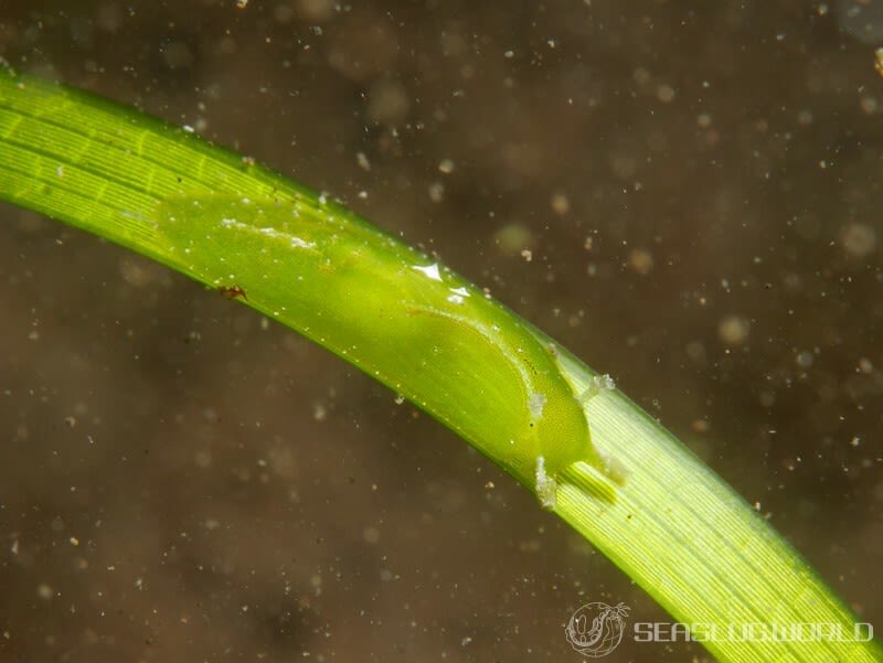 ウミナメクジ Petalifera punctulata