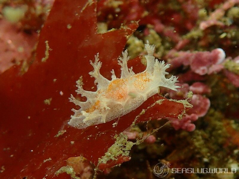 ミドリウミウシ Marionia olivacea