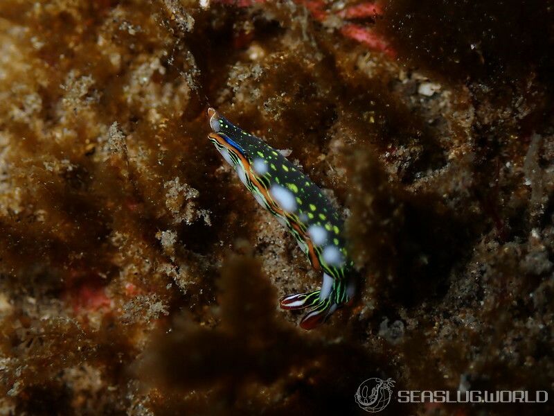 ハナミドリガイ Thuridilla splendens