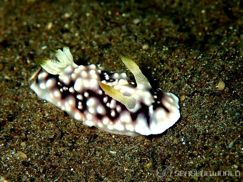 キカモヨウウミウシ Goniobranchus geometricus