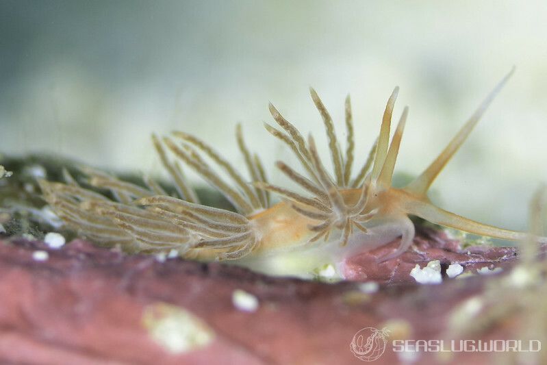 ヨツスジミノウミウシ属の一種 5 Facelina sp. 5