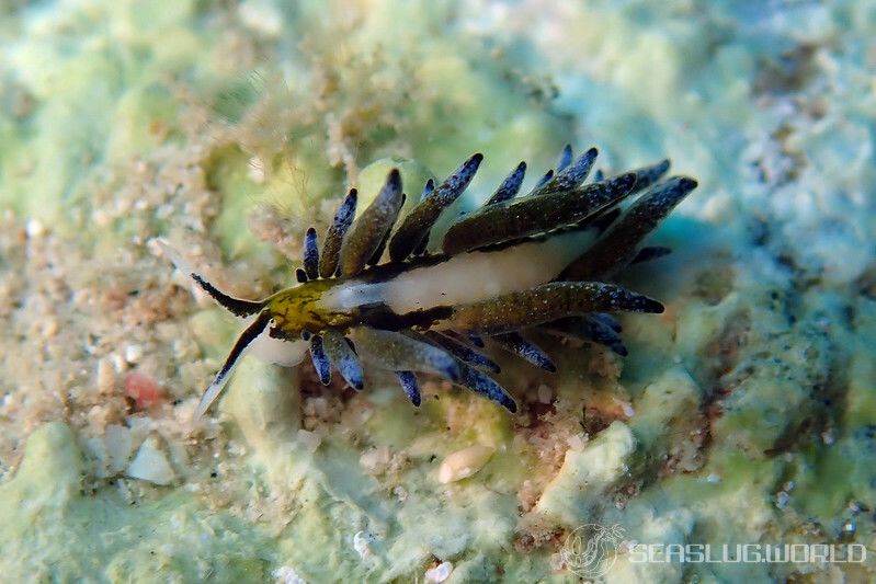 エルコラニア・エンドフィトファガ Ercolania endophytophaga