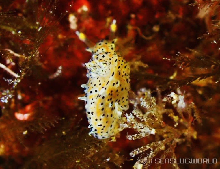 フジタウミウシ Polycera fujitai