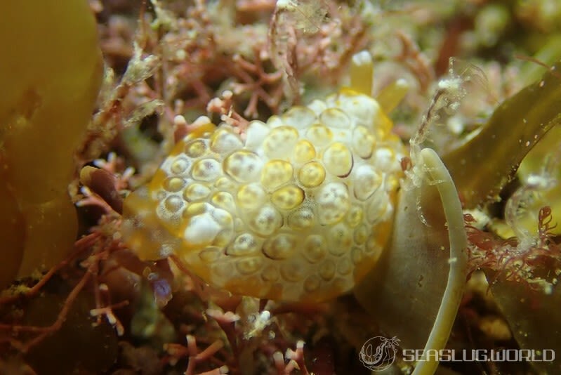 ゼニガタフシエラガイ Pleurobranchus forskalii