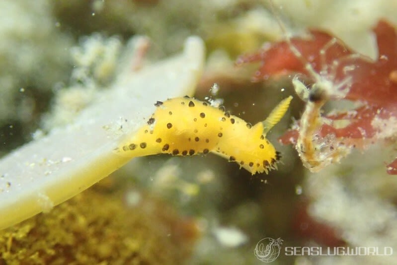 ヤグルマウミウシ Crimora lutea