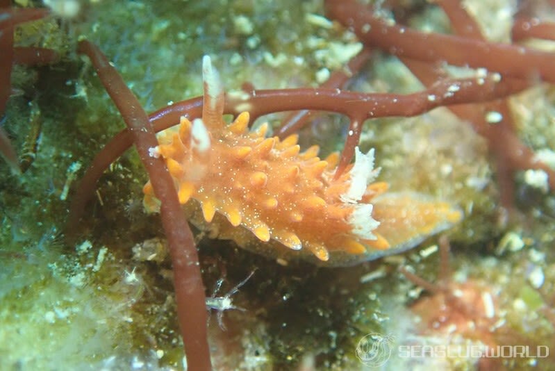 クロイバラウミウシ Okenia echinata