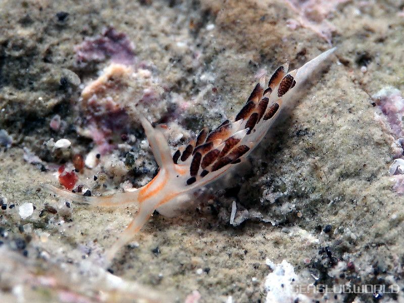 フタスジミノウミウシ Facelina bilineata