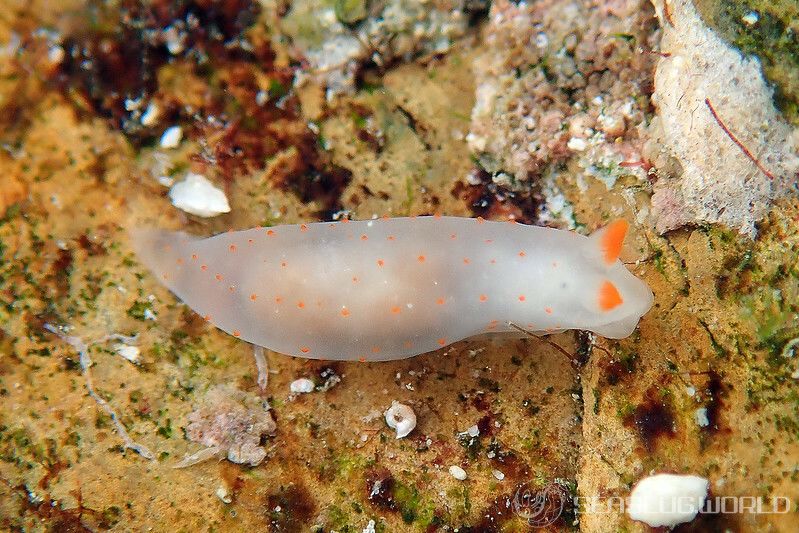 キヌハダウミウシ属の一種 21 Gymnodoris sp.21