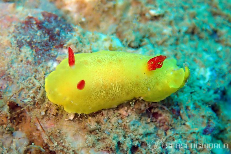 シラユキウミウシ属の一種 3 Verconia sp. 3