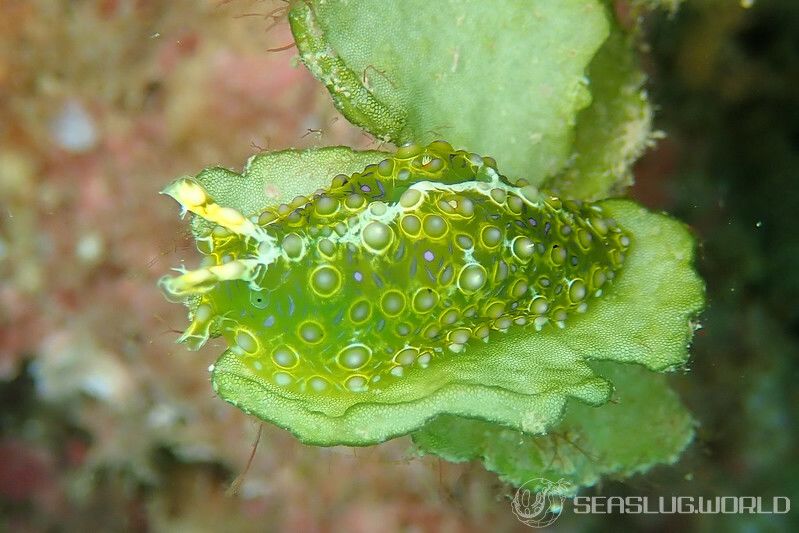 フサウミナメクジ Petalifera ramosa