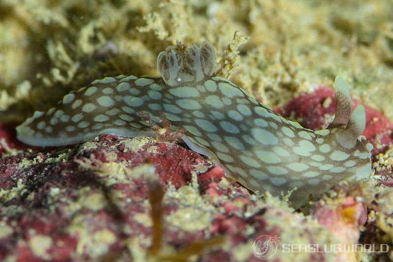 キヌハダウミウシ属の一種 30 Gymnodoris sp.30