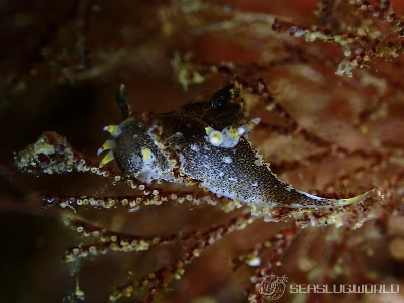 クロコソデウミウシ Polycera hedgpethi