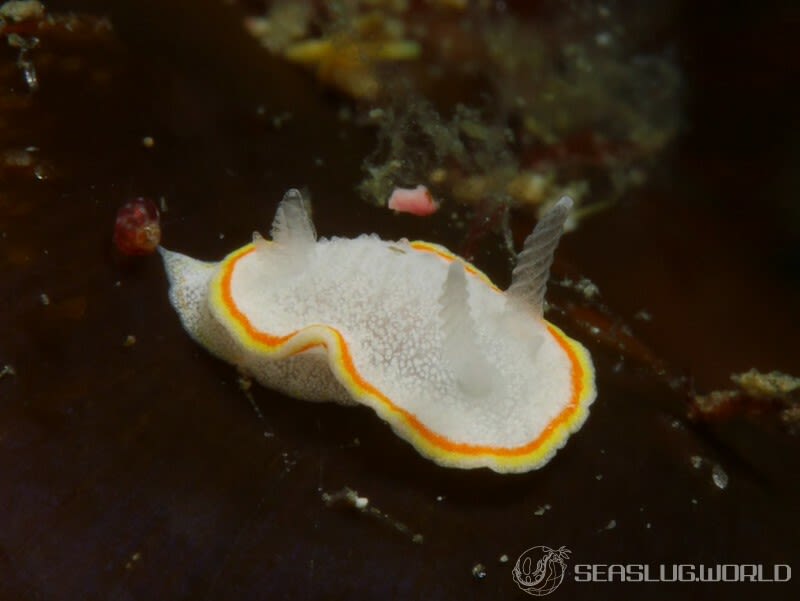 ミツイラメリウミウシ Diaphorodoris mitsuii