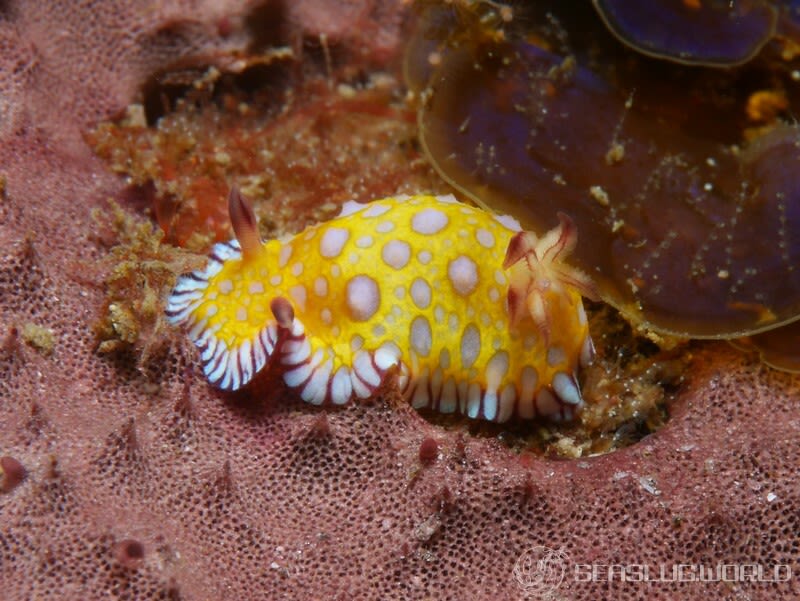 ボブサンウミウシ Goniobranchus roboi