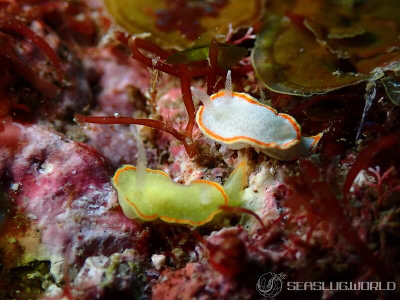 ミツイラメリウミウシ Diaphorodoris mitsuii