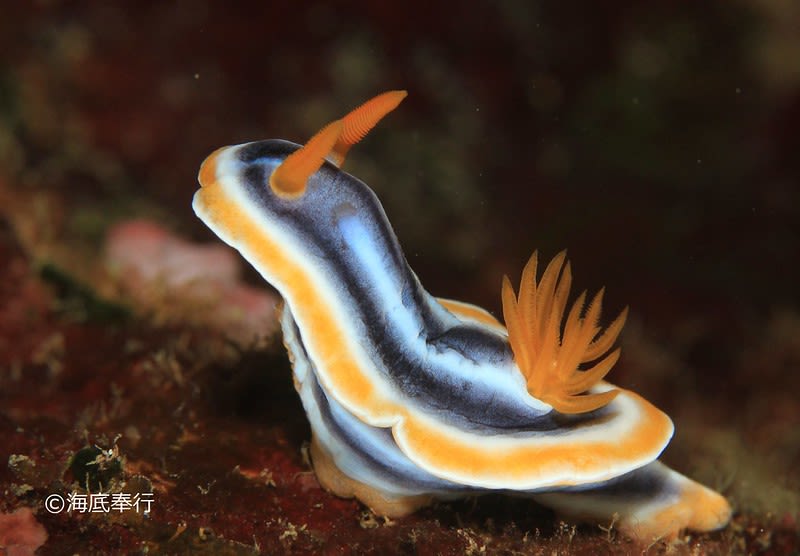 シライトウミウシ Chromodoris magnifica