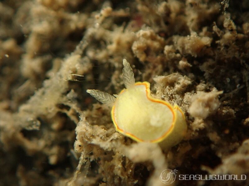 ミツイラメリウミウシ Diaphorodoris mitsuii