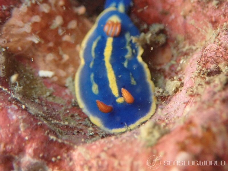 アオウミウシ Hypselodoris festiva