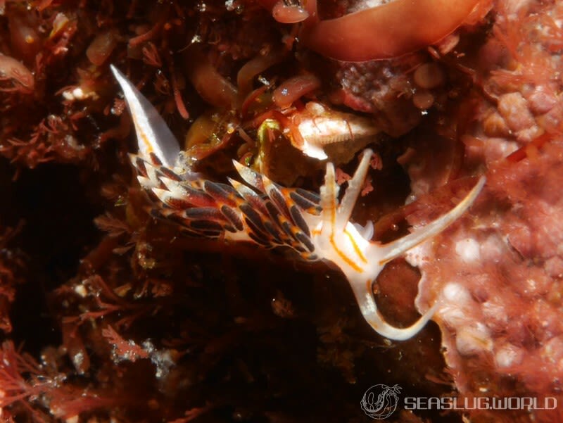 ヨツスジミノウミウシ Facelina quadrilineata