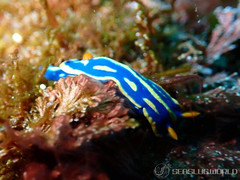 アオウミウシ Hypselodoris festiva