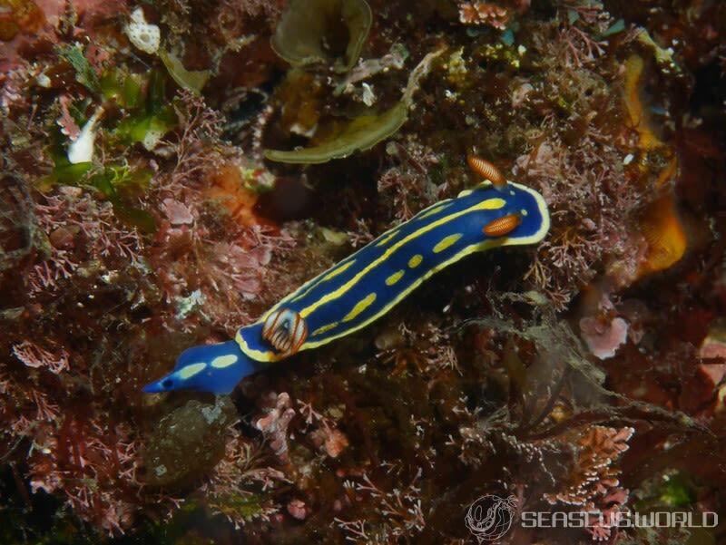 アオウミウシ Hypselodoris festiva