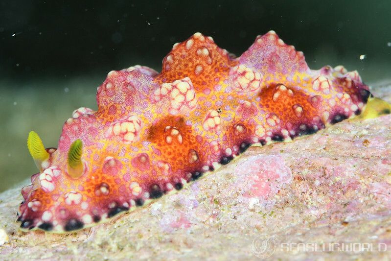 アデヤカイボウミウシ Phyllidiopsis cardinalis