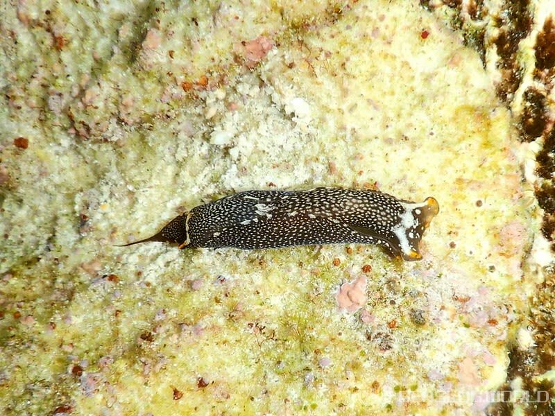 アカボシツバメガイ Biuve fulvipunctata