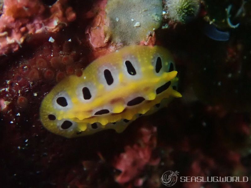 キイロイボウミウシ Phyllidia ocellata