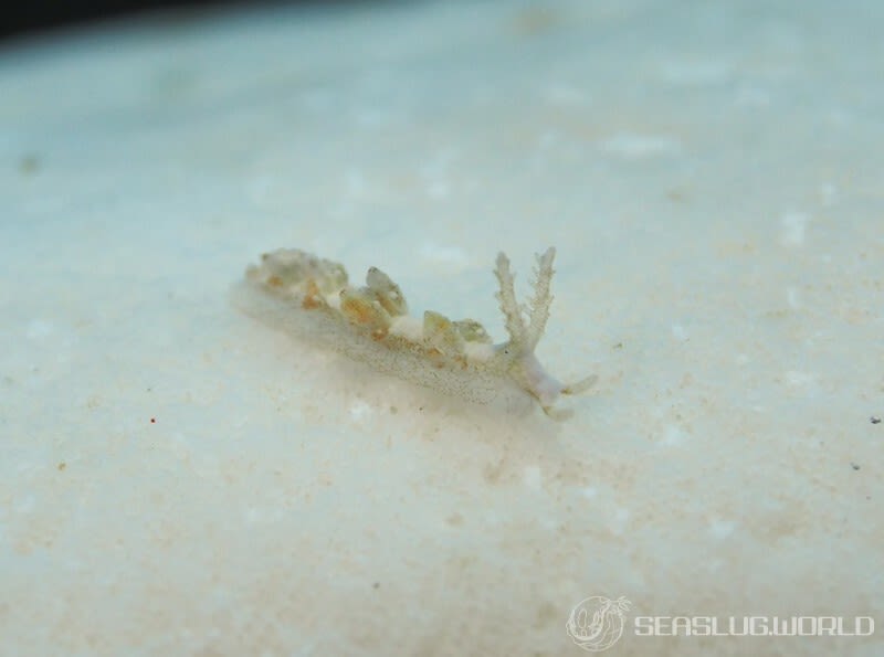 チャカミノモドキ Baeolidia variabilis