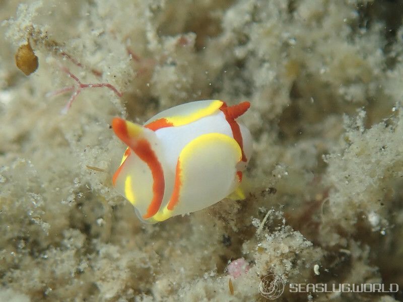 シラタマウミコチョウ Siphopteron makisig