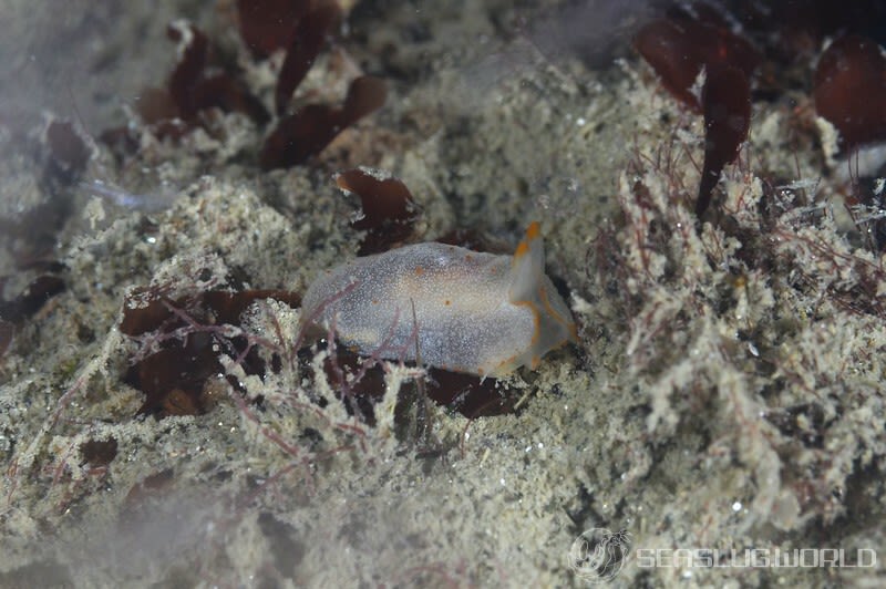 カメノコフシエラガイ Pleurobranchus peronii