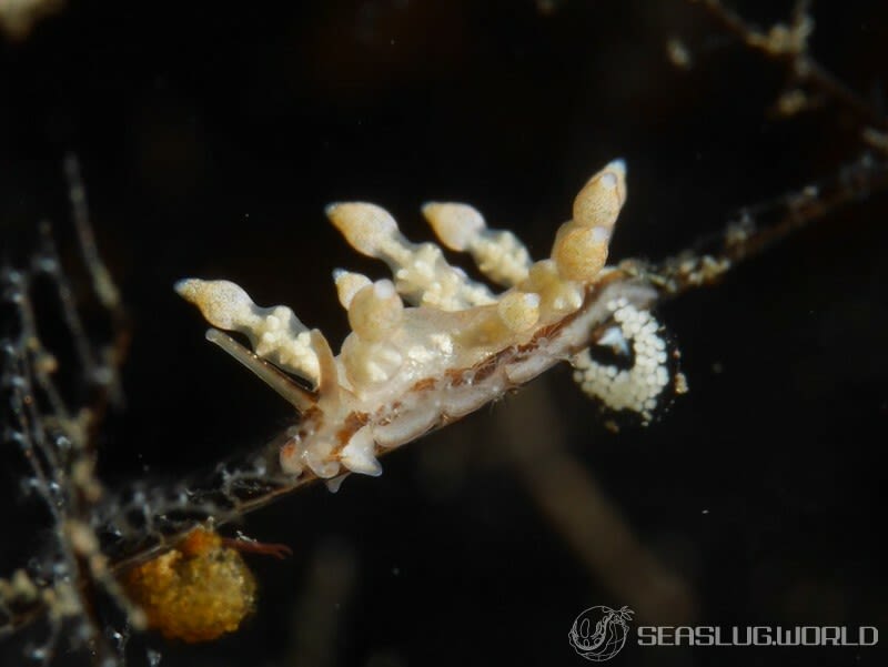 ヤマンバミノウミウシ Eubranchus putnami