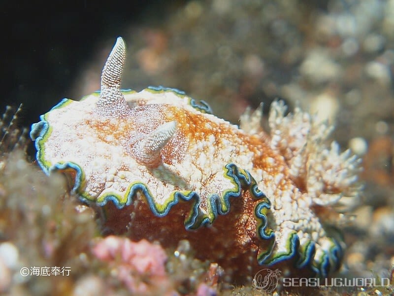 モンジャウミウシ Glossodoris cf. cincta