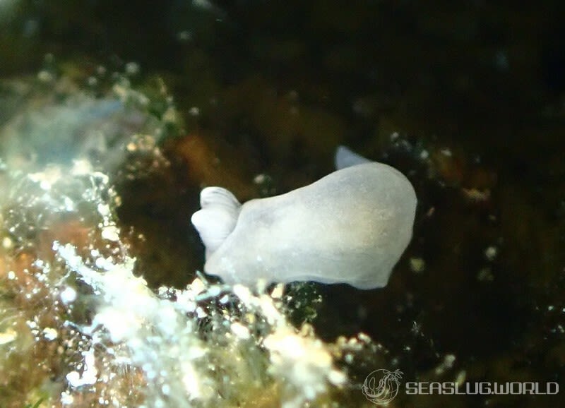 キヌハダウミウシ属の仲間 Gymnodoris spp.