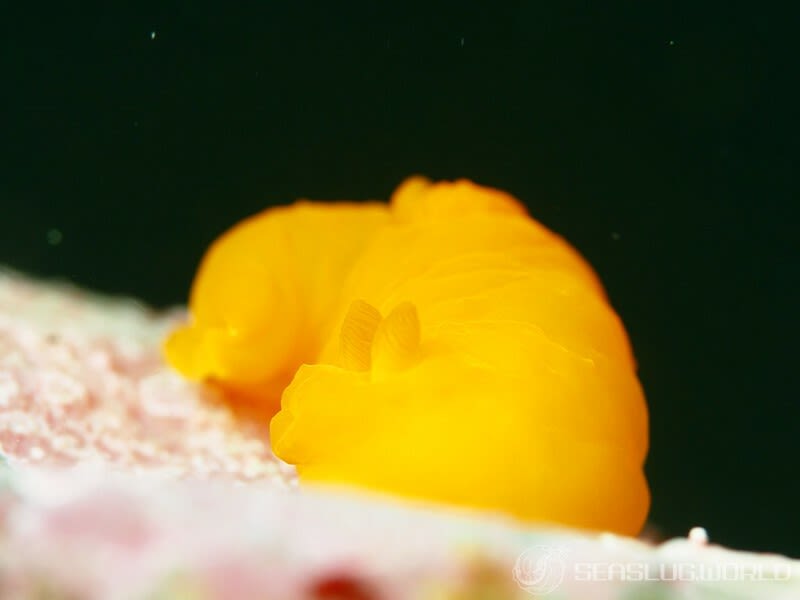 キヌハダウミウシ Gymnodoris inornata